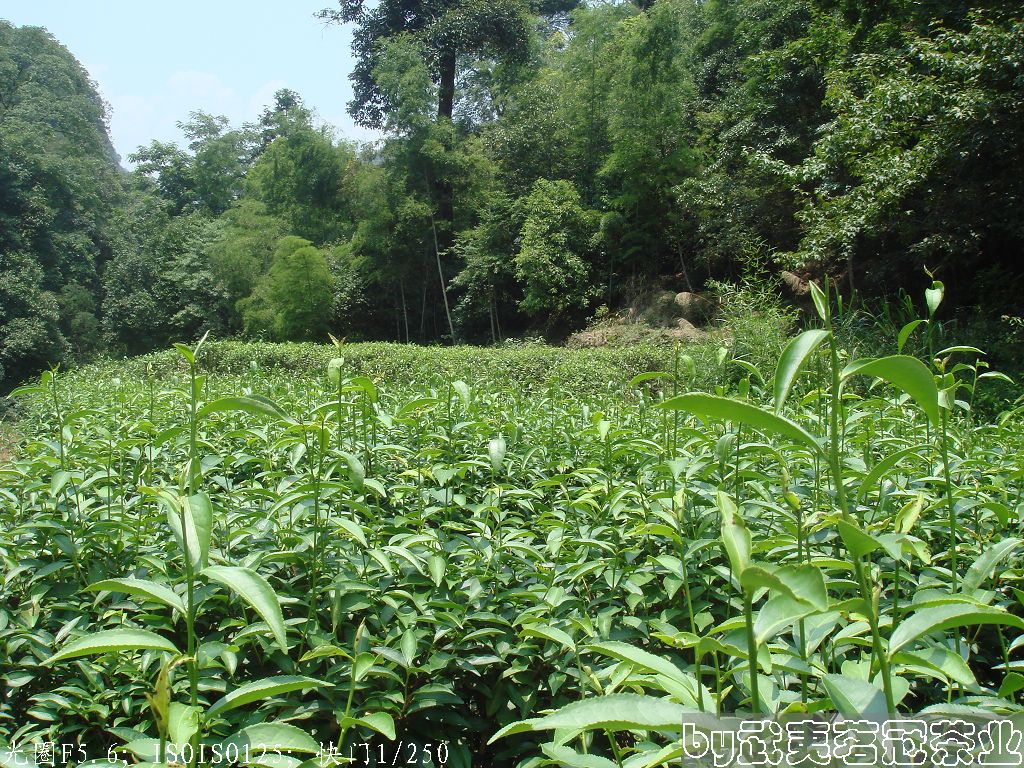 武夷岩茶 武夷岩茶