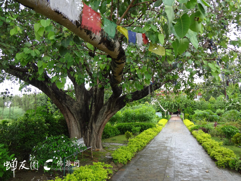 藍毗尼花園 藍毗尼花園