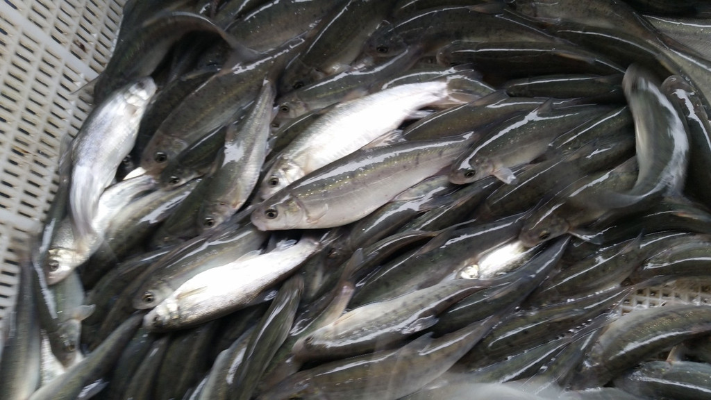 雅魚 雅魚