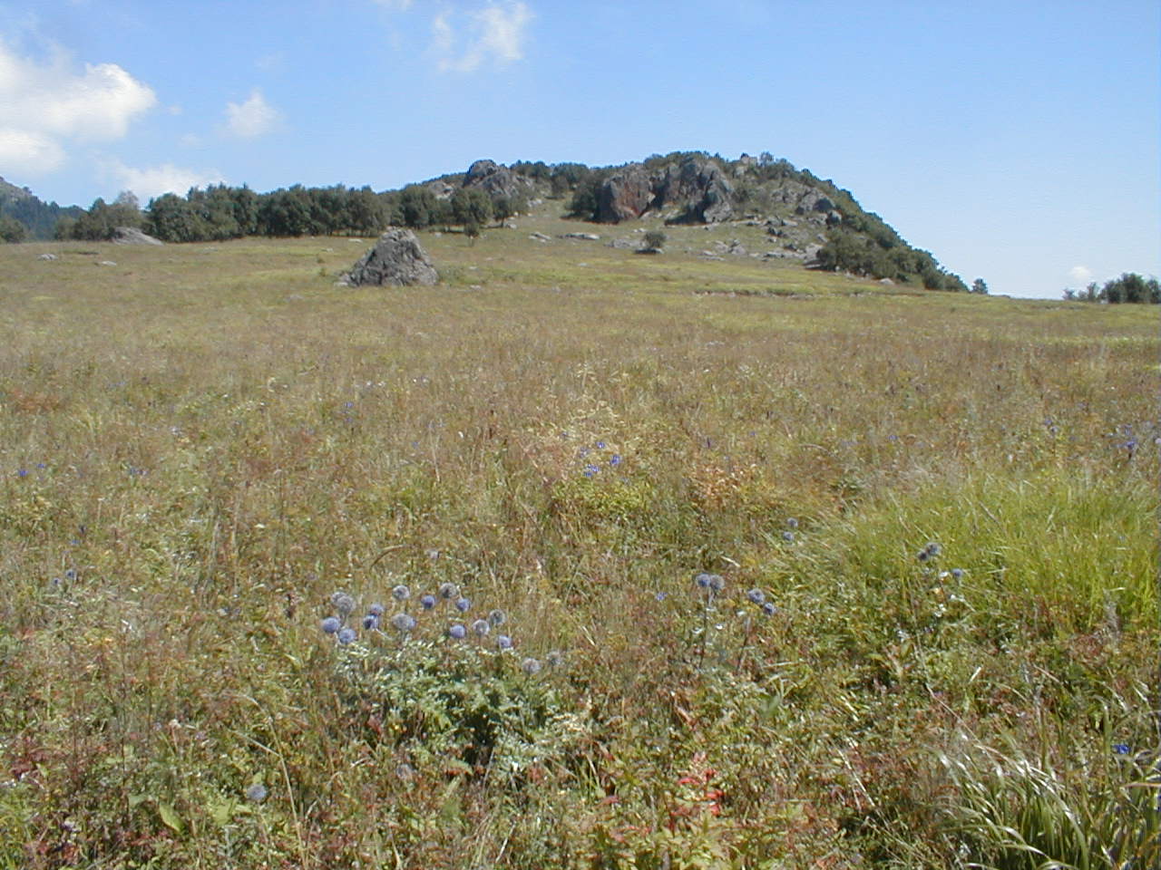 山地草甸土 山地草甸土