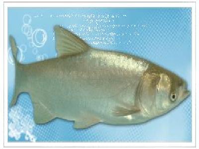 鰱魚 鰱魚