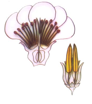 雄蕊 雄蕊