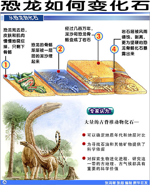 恐龍變成化石過程