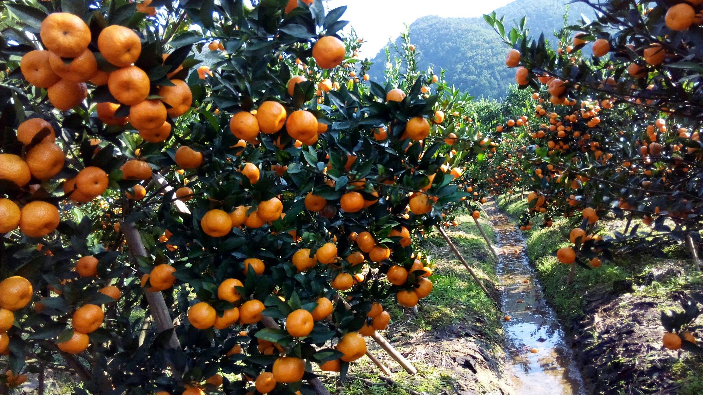 南豐蜜桔 南豐蜜桔