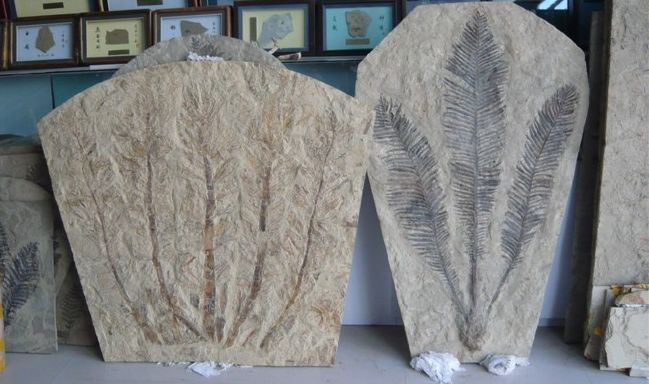 植物化石 北票石文化博物館提供 植物化石 北票石文化博物館提供