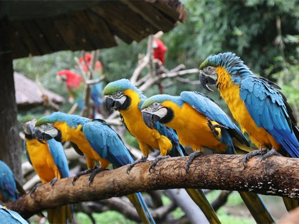 上海野生動物園 上海野生動物園