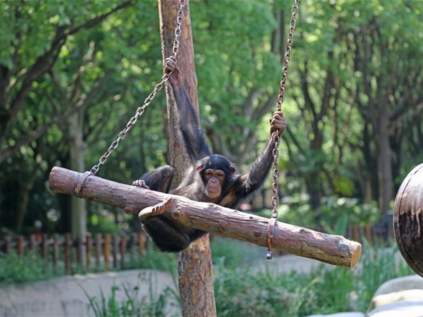 上海野生動物園 上海野生動物園