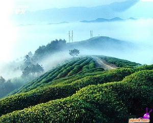 文君綠茶 文君綠茶