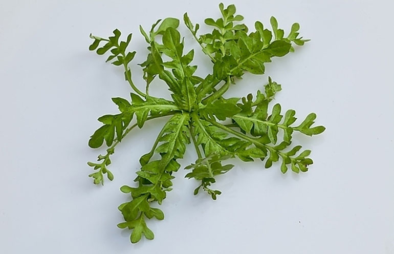 薺菜(白花菜目十字花科植物) 薺菜(白花菜目十字花科植物)