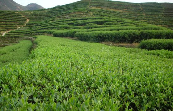 浙江的茶葉種植 浙江的茶葉種植