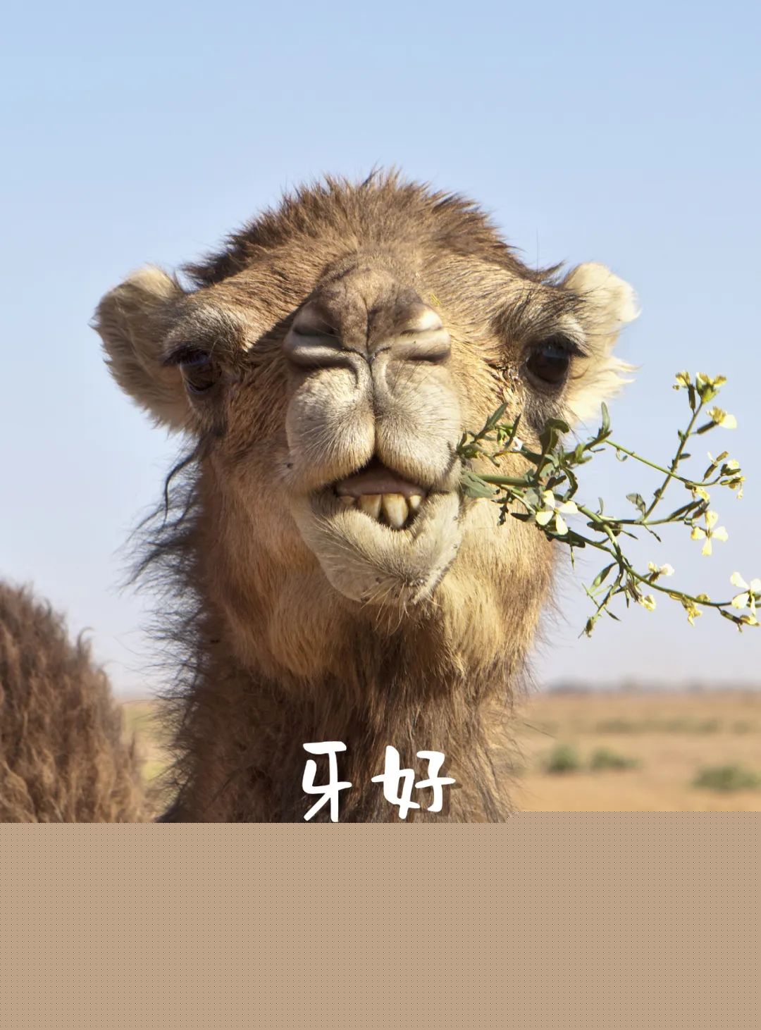 看！中國最壯麗的動物奇觀
