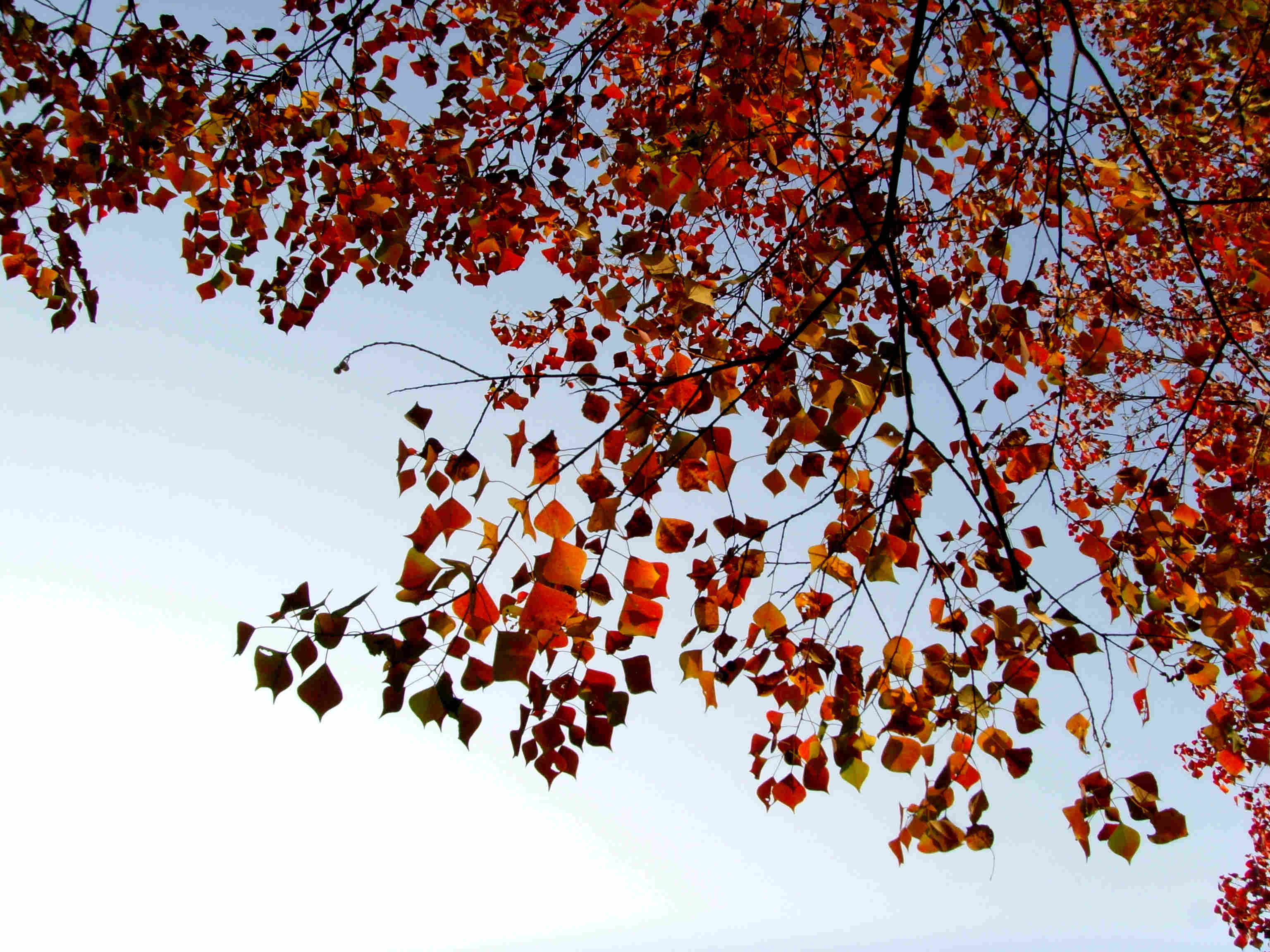 紅葉似火的烏桕 紅葉似火的烏桕