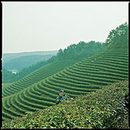 種植勞動 種植勞動