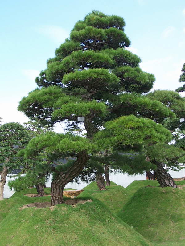 黑松 黑松