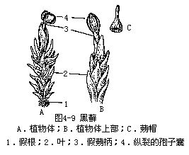 黑蘚 黑蘚