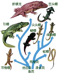 泥盆紀----魚類時代 泥盆紀----魚類時代