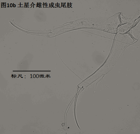 圖10b 圖10b