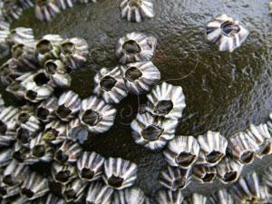 海洋生物(生物學術語) 海洋生物(生物學術語)
