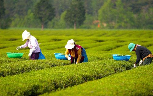 日照綠茶 日照綠茶