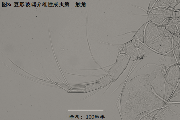 圖3c 圖3c