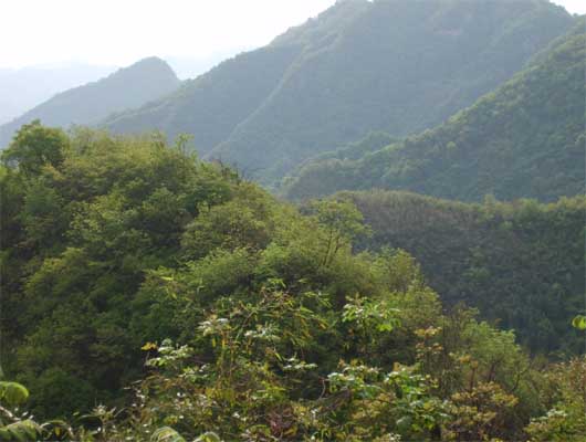 林業 林業