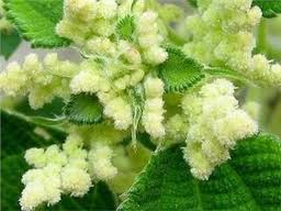 苧麻 苧麻