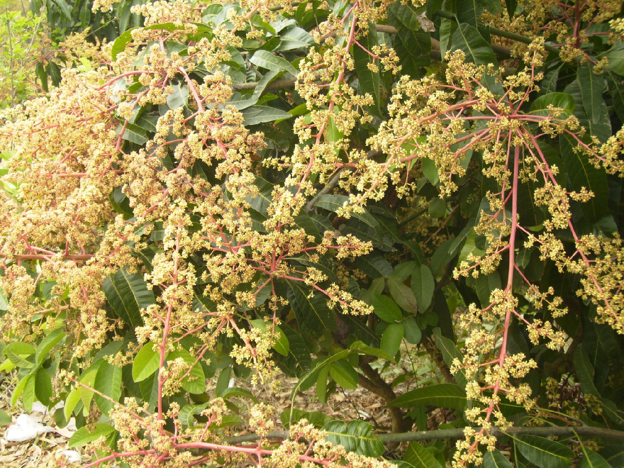 愛文芒果花 愛文芒果花