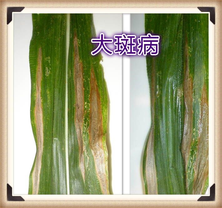 玉米(禾本目禾本科植物) 玉米(禾本目禾本科植物)