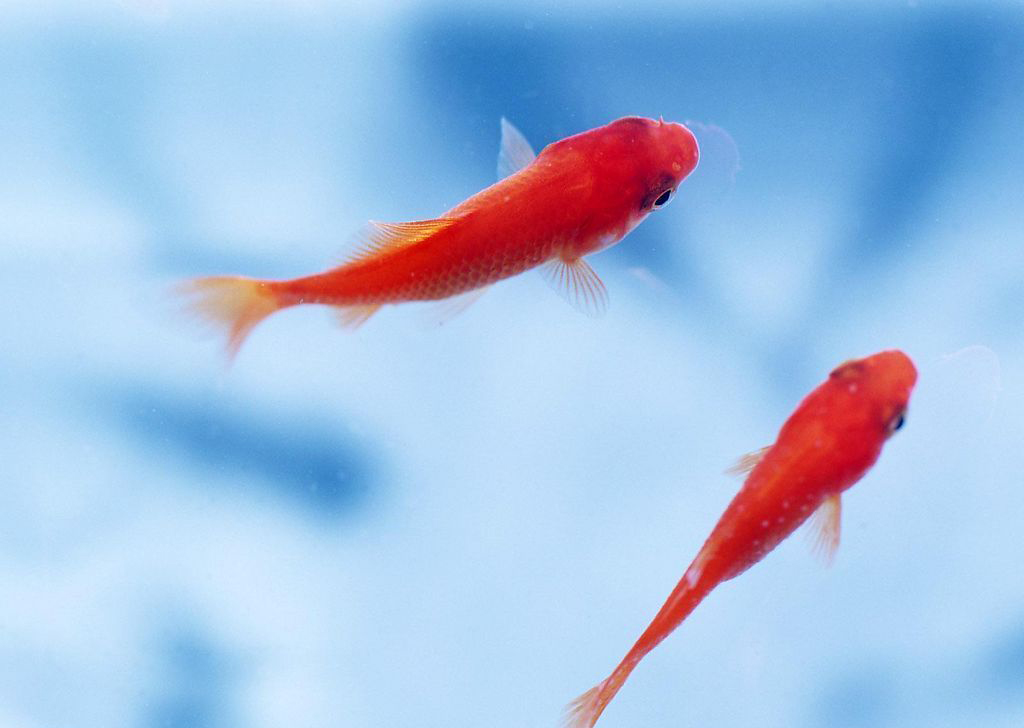 魚 魚