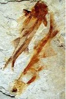 狼鰭魚化石 狼鰭魚化石