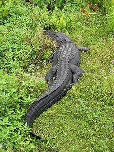 短吻鱷(鱷目短吻鱷科動物) 短吻鱷(鱷目短吻鱷科動物)