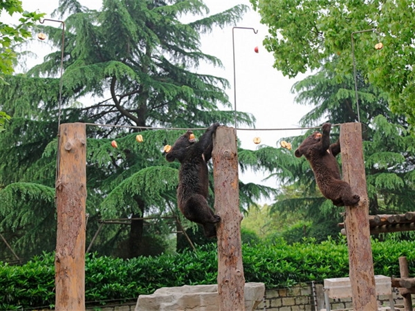 上海野生動物園 上海野生動物園