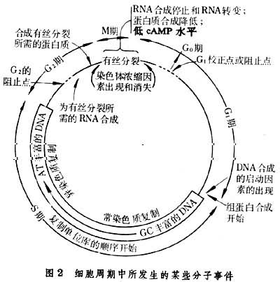 細胞周期 細胞周期