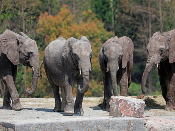 上海野生動物園 上海野生動物園