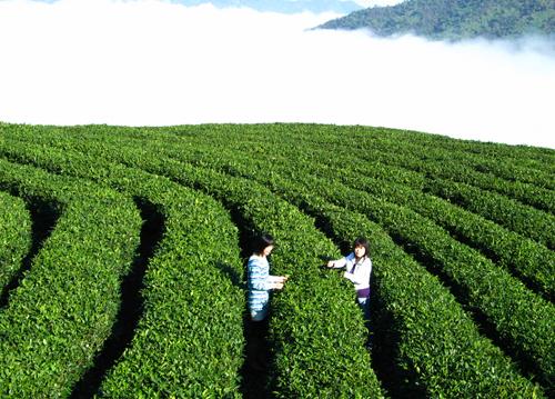 竹葉青茶 竹葉青茶