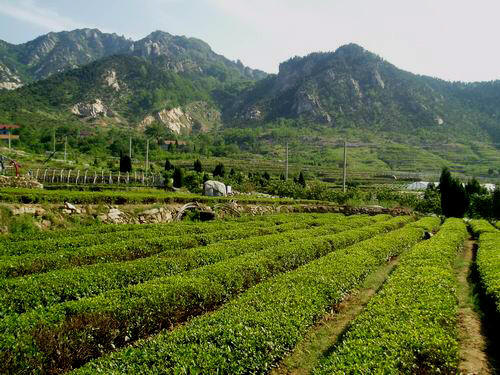 嶗山綠茶產地 嶗山綠茶產地