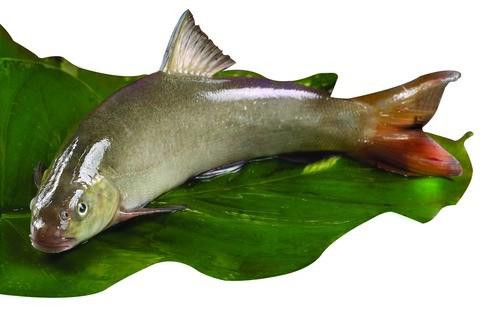 雅魚 雅魚