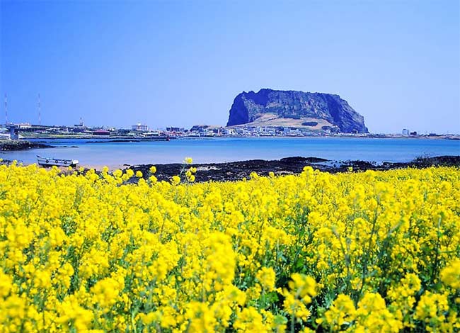 濟州島油菜花 濟州島油菜花