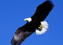 美國國鳥 美國國鳥