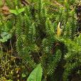 蕨類植物門(蕨類)