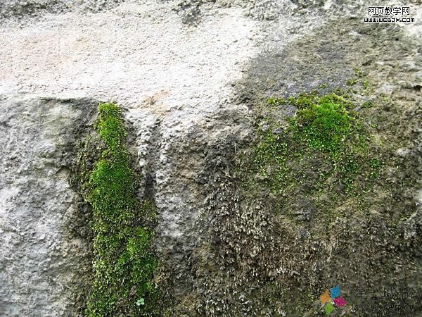 苔蘚 苔蘚