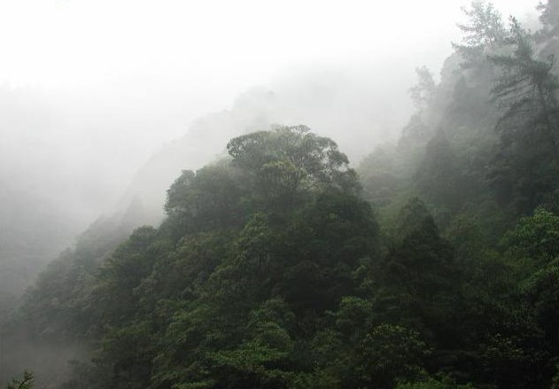 寒溫帶植被 寒溫帶植被