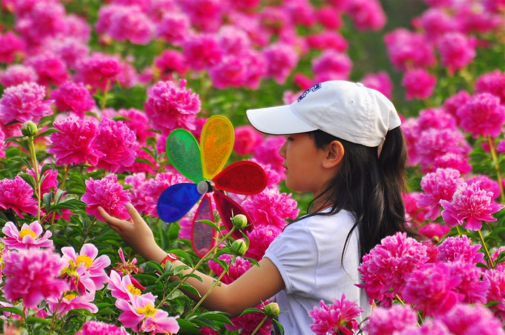 芍藥 芍藥
