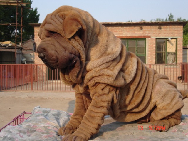 沙皮犬 沙皮犬