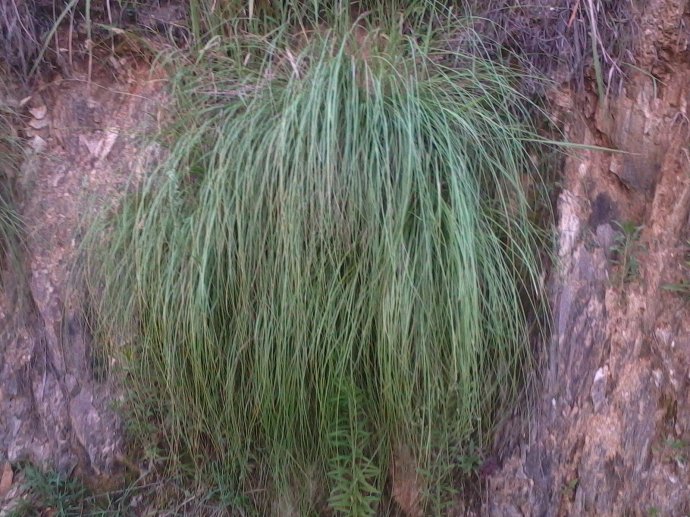 龍鬚草 龍鬚草