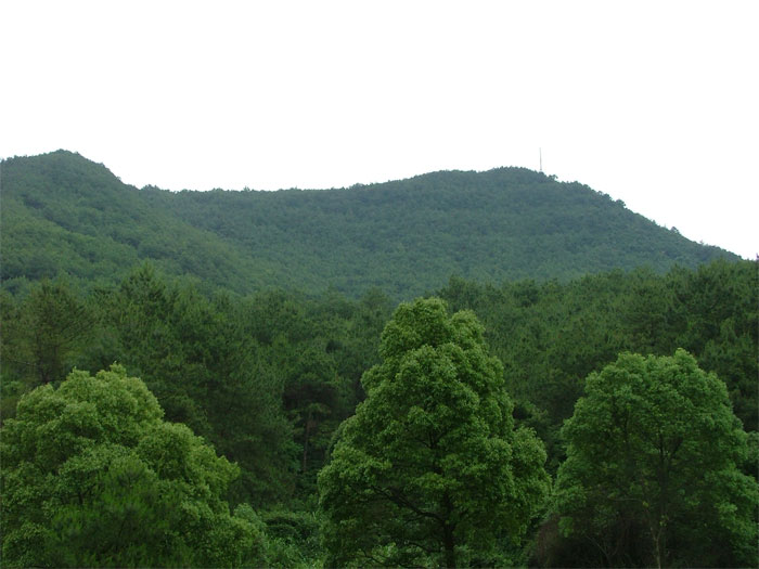 娑羅山森林公園 娑羅山森林公園