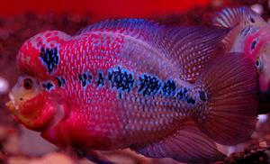 羅漢魚 羅漢魚