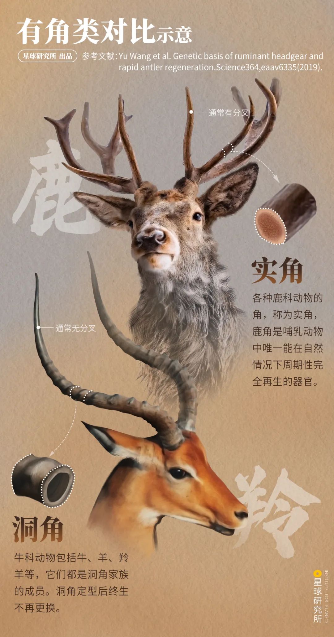 看！中國最壯麗的動物奇觀