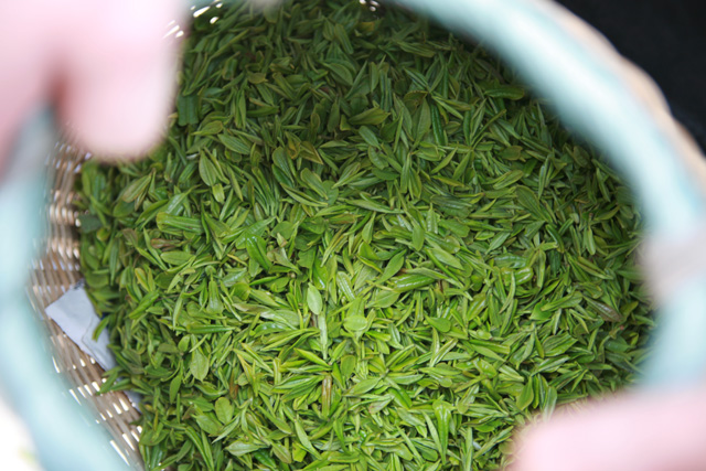 剛採摘的茶青 剛採摘的茶青