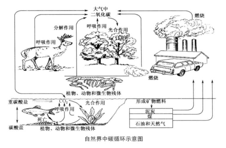 自然界中碳循環示意圖 自然界中碳循環示意圖